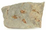 Ordovician Carpoid Fossil Plate - Ktaoua Formation, Morocco #289208-1